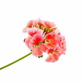 Geranium essential oil